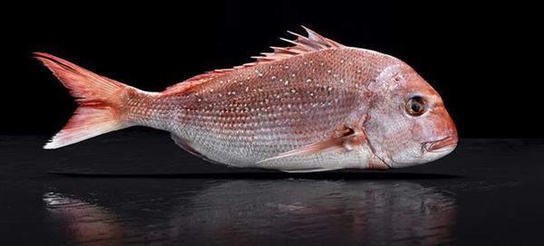 Picture for category Fresh Fish (Whole)