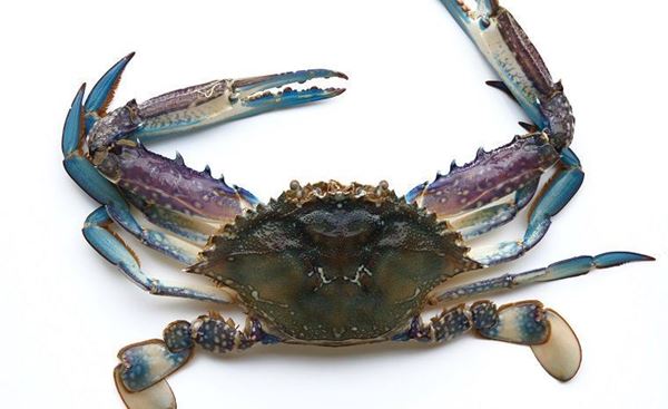 Picture of BLUE SWIMMER CRABS FROZEN