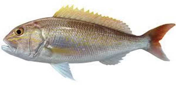 Picture of GOLD BAND SNAPPER WHOLE