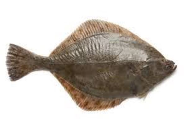 Picture of NZ FLOUNDER 300-400gm C