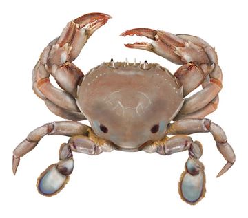Picture of SAND CRABS