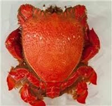 Picture of WHOLE SPANNER CRABS FROZEN