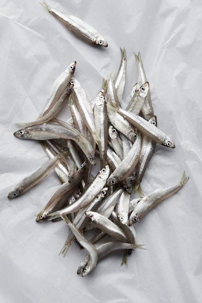 Picture of WHITE BAIT
