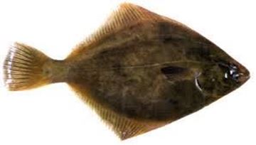Picture of WHOLE FRESH FLOUNDER
