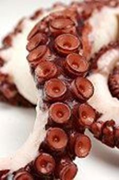 Picture of SOUTH AUSTRALIAN OCTOPUS (TENDERISED)