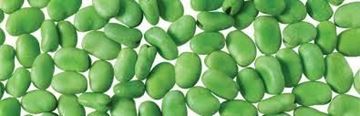 Picture of BROAD BEANS
