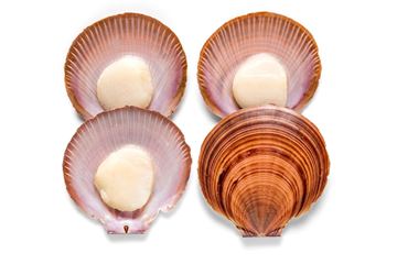 Picture of HARVEY BAY 1/2 SHELL SCALLOPS LARGE