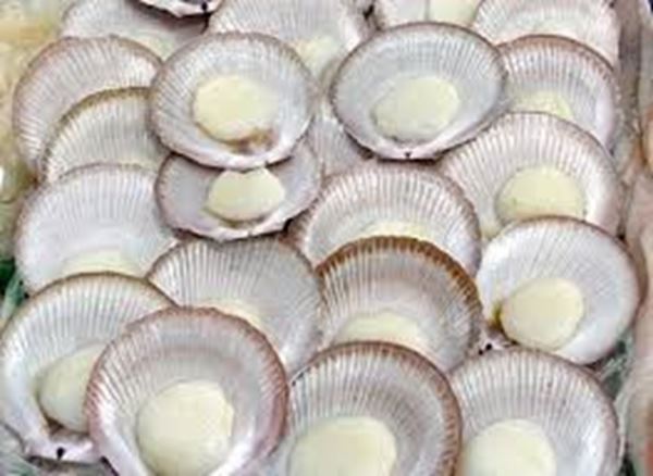 Picture of HARVEY BAY SCALLOPS 1/2 SHELL SMALL