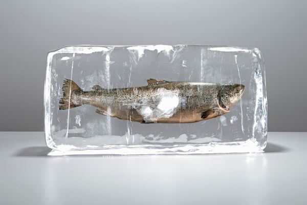 Picture for category Frozen Fish