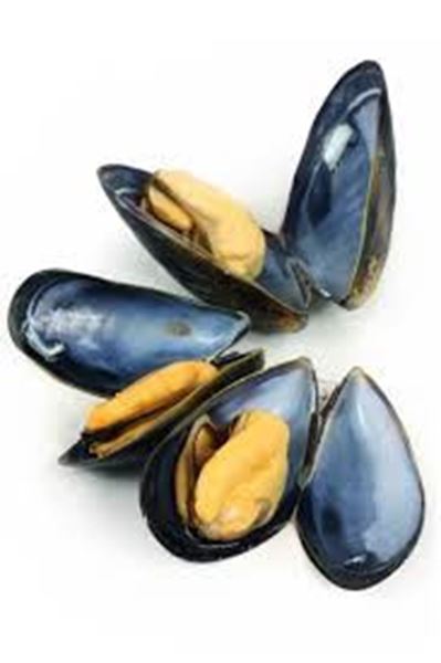 Picture for category Mussels & Clams