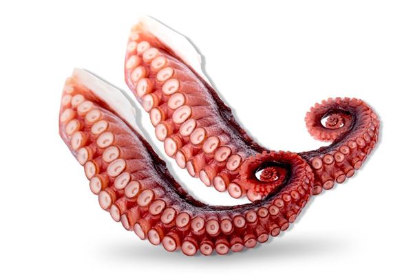 Picture for category Octopus