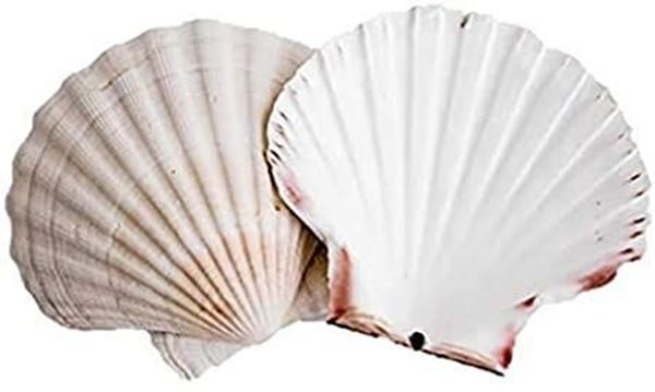 Picture of SCALLOP SHELLS WASHED