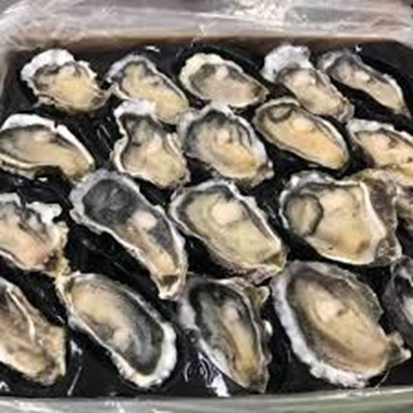 Picture of FROZEN OYSTERS 1/2 SHELLS STANDARD N.Z