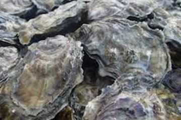 Picture of OYSTERS LIVE PACIFIC PLATE UN OPEN