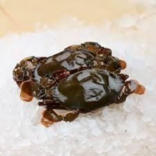 The Seafood Store. SOFT SHELL CRABS 90/120