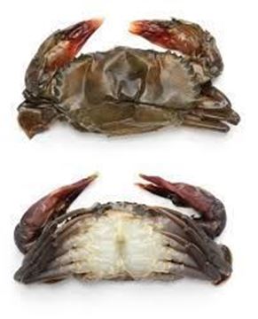 Picture of SOFT SHELL CRABS 80/100