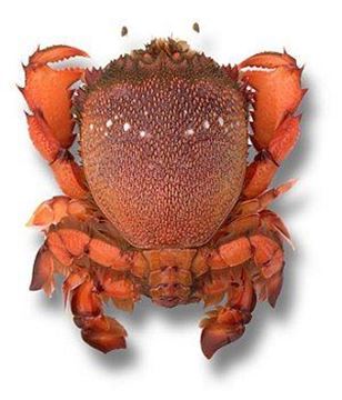 Picture of SPANNER CRABS LIVE