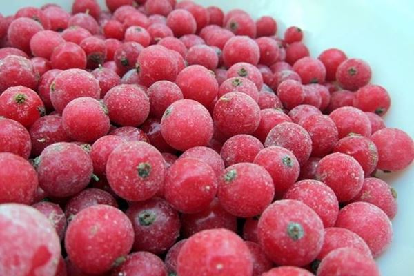 Picture of RED CURRANT 1KG