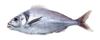 Picture of KING SEA BREAM FILLETS (TERAKHI)