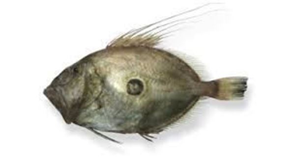 Picture of JOHN DORY WHOLE