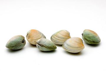 Picture of CLAMS NZ SMALL