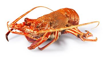 Picture of CRAYFISH W.A. FROZEN