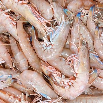 Picture of WHOLE GREEN TIGER PRAWN M-L (10/15)