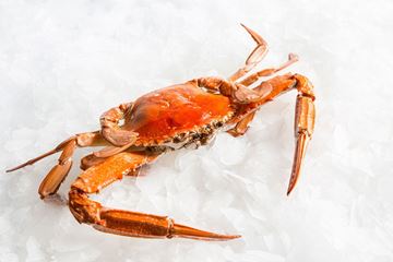 Picture of WHOLE BLUE SWIMMER CRABS COOKED