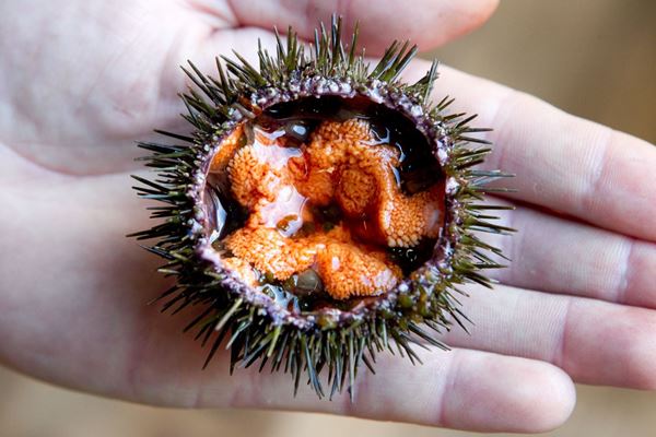 Picture of SEA URCHINS