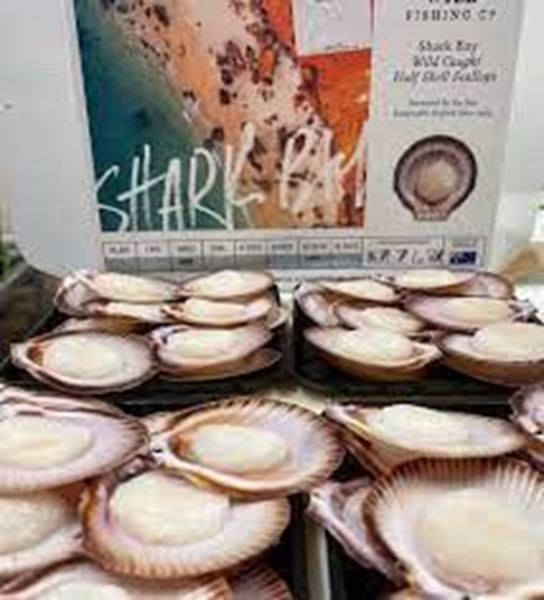 Picture of SHARK BAY 1/2 SHELL SCALLOPS LARGE