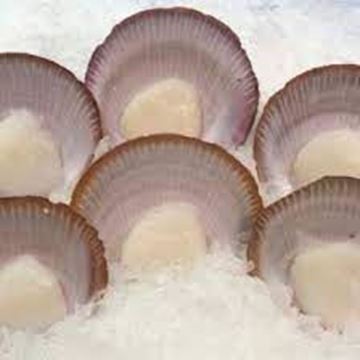 Picture of HARVEY BAY 1/2 SHELL SCALLOPS XLARGE
