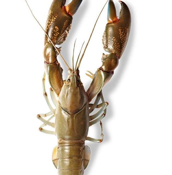 Picture of LIVE YABBIES