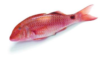 Picture of RED MULLET WHOLE