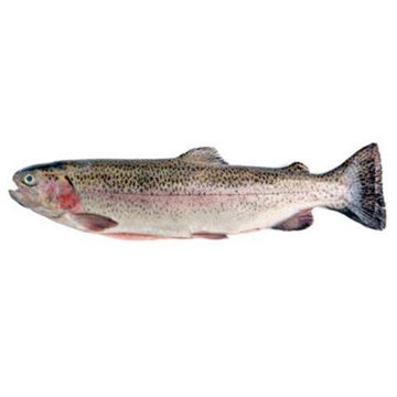 Picture of RAINBOW TROUT WHOLE