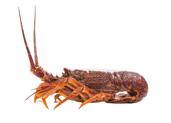 Picture of LIVE CRAYFISH