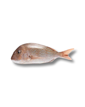 Picture of BABY SNAPPER WHOLE