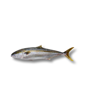 Picture of KING FISH WHOLE