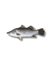 Picture of BARRAMUNDI  WHOLE LARGE - CORAL COAST