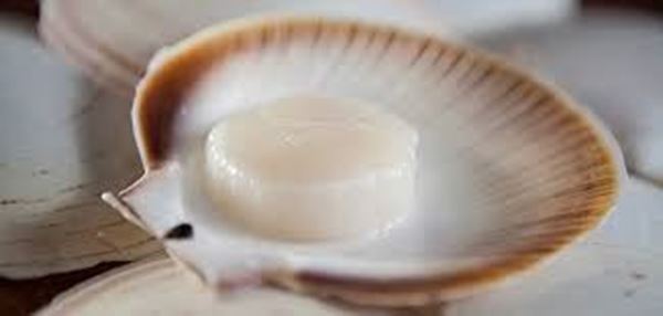 Picture of SHARK BAY 1/2 SHELL SCALLOPS XLARGE