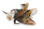 Picture of MUD CRAB PIECES (XXL)   5KG