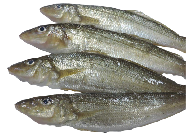 Picture of SILVER WHITING WHOLE