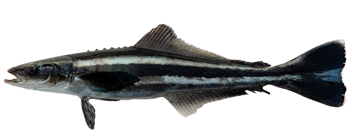 Picture of COBIA WHOLE