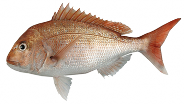 Picture of SNAPPER WHOLE