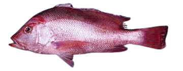 Picture of W.A RED SNAPPER FILLETS