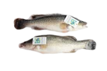 Picture of MURRAY COD FILLETS