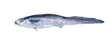 Picture of BLUE GRENADIER FILLETS