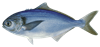 Picture of BLACK TREVALLY FILLETS (BLACK WAREHOU)