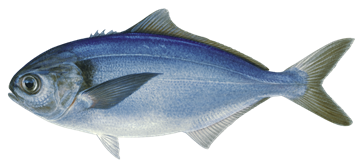 Picture of BLACK TREVALLY FILLETS (BLACK WAREHOU)