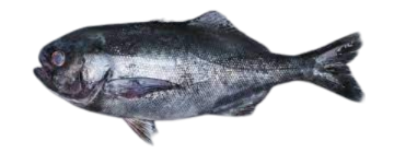 Picture of BLUE EYE FILLETS