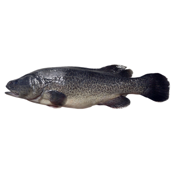 Picture of MURRAY COD